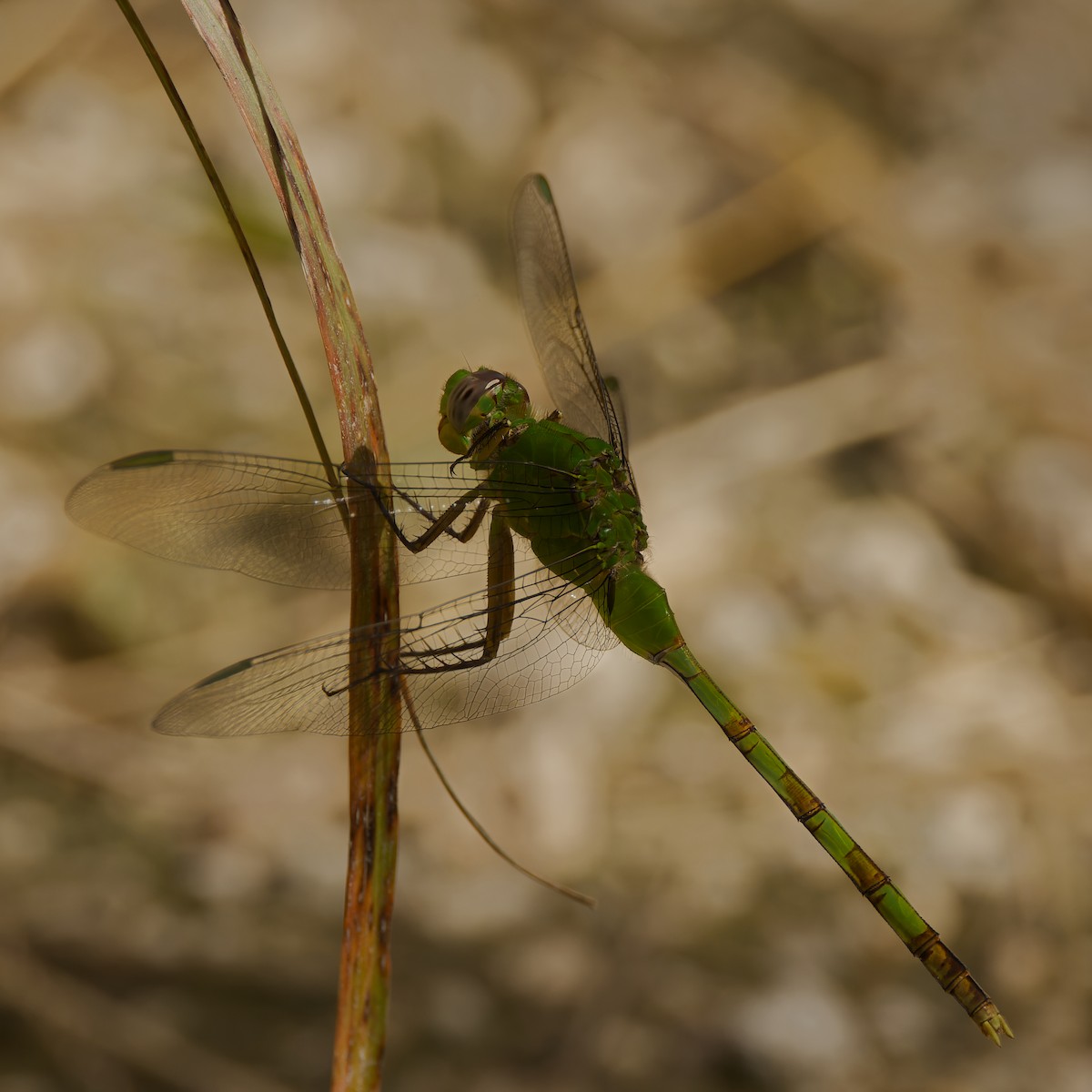 Great Pondhawk - ML657295282