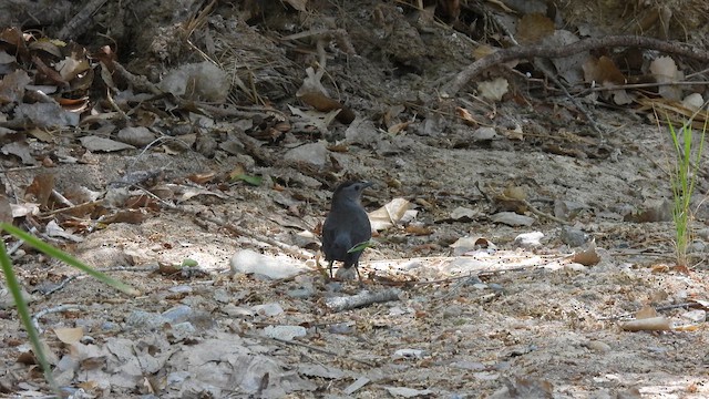Gray Catbird - ML657295982