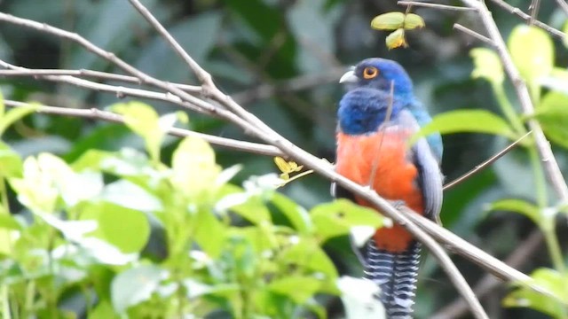 Blue-crowned Trogon - ML657296124