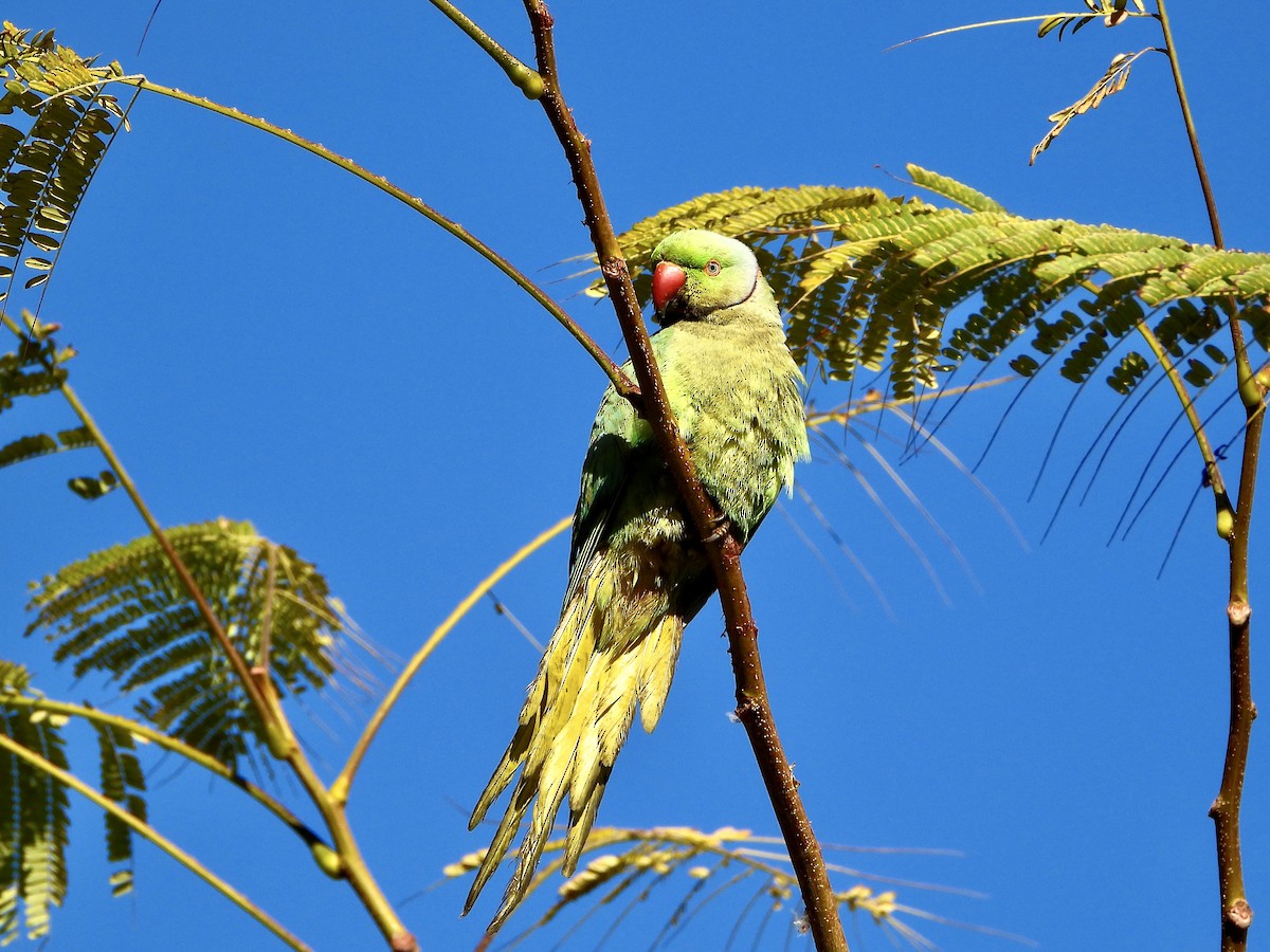 Rose-ringed Parakeet - ML657296253
