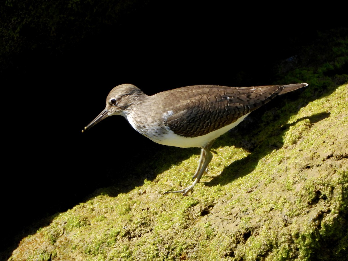 Common Sandpiper - ML657296295