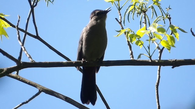 Gray Catbird - ML657296376