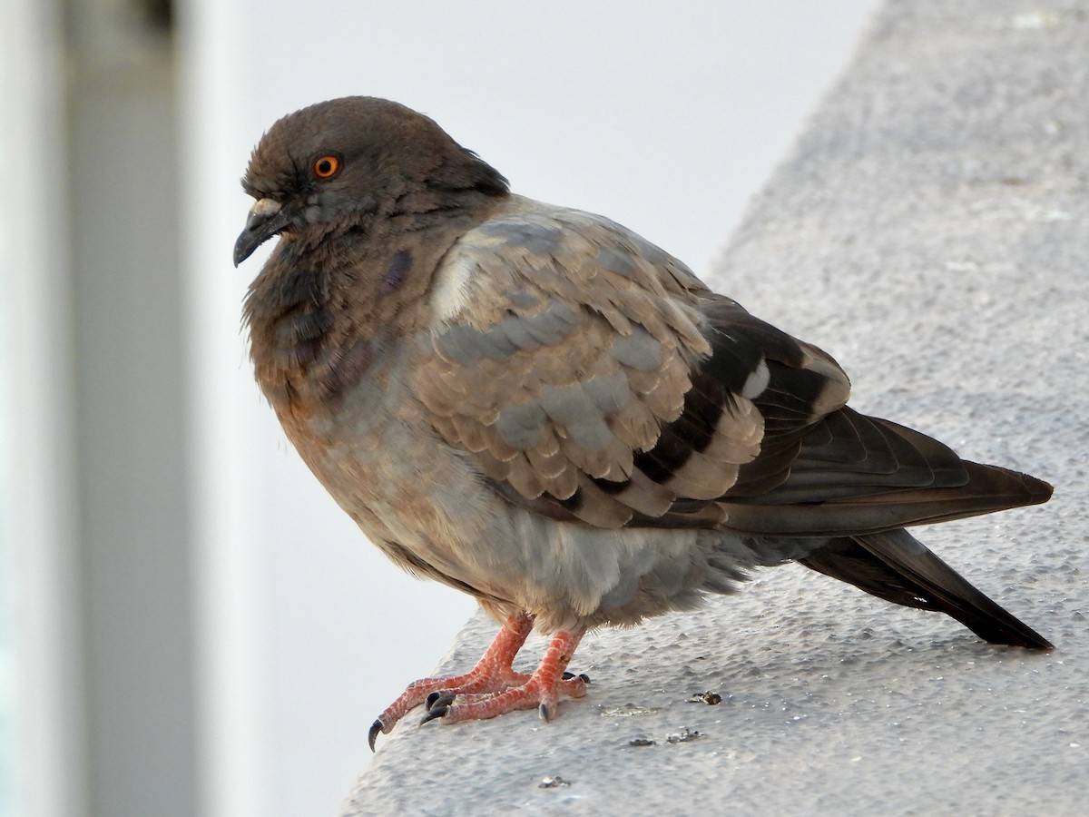 Rock Pigeon (Feral Pigeon) - ML657296484