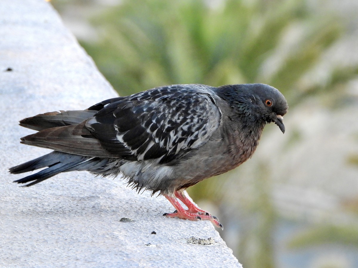 Rock Pigeon (Feral Pigeon) - ML657296634