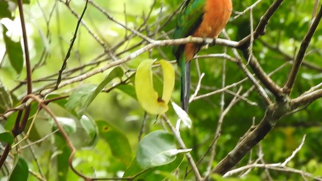 Great Jacamar - ML657296759