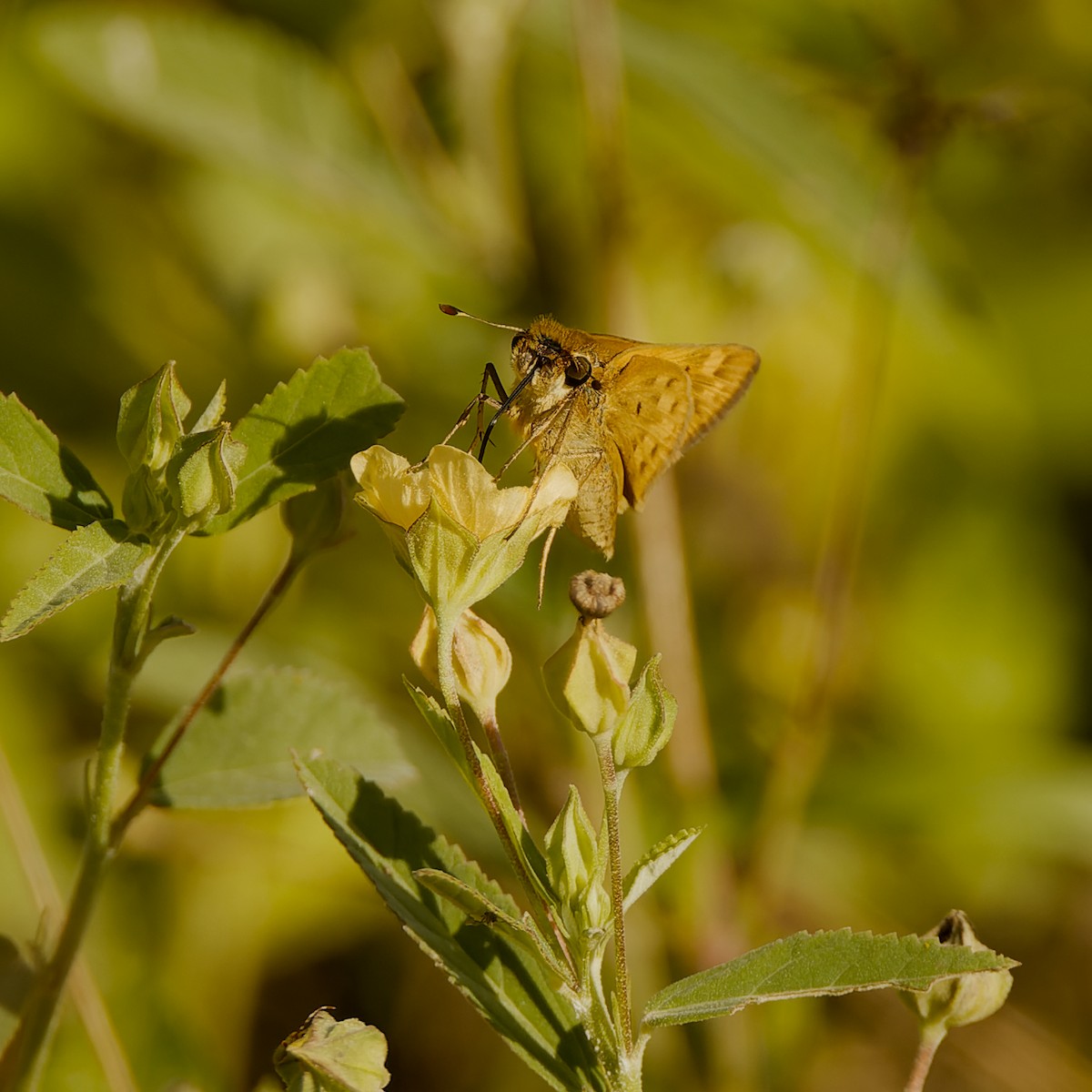 Fiery Skipper - ML657296764