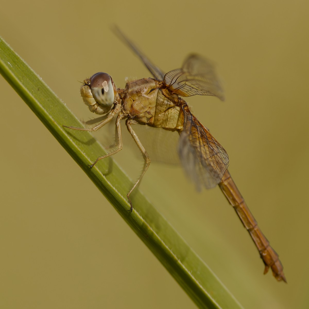 Scarlet Skimmer - ML657296784