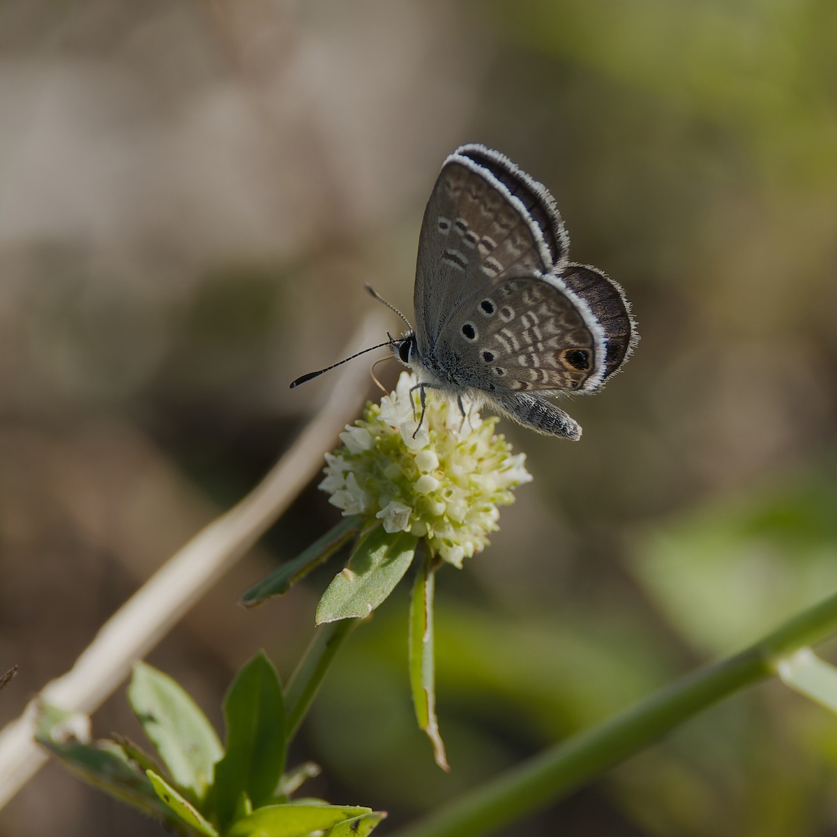 Ceraunus Blue - ML657296967