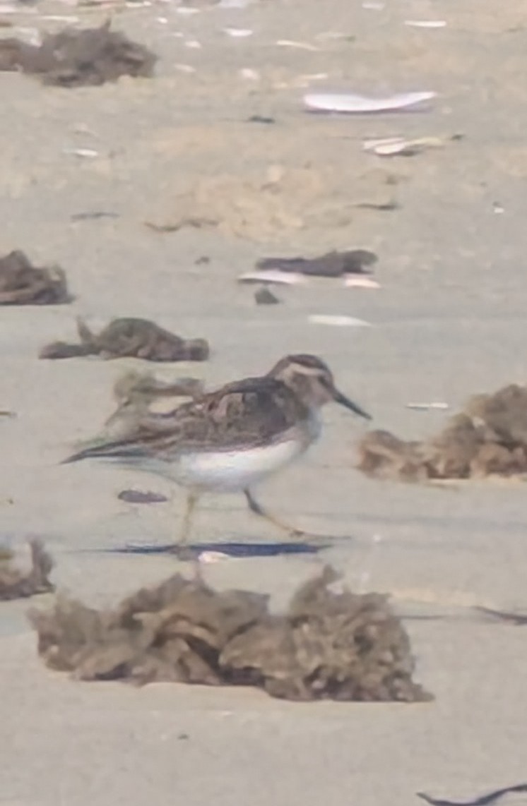 Calidris sp. (peep sp.) - ML657297120