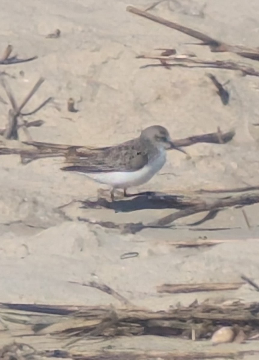 Calidris sp. (peep sp.) - ML657297121