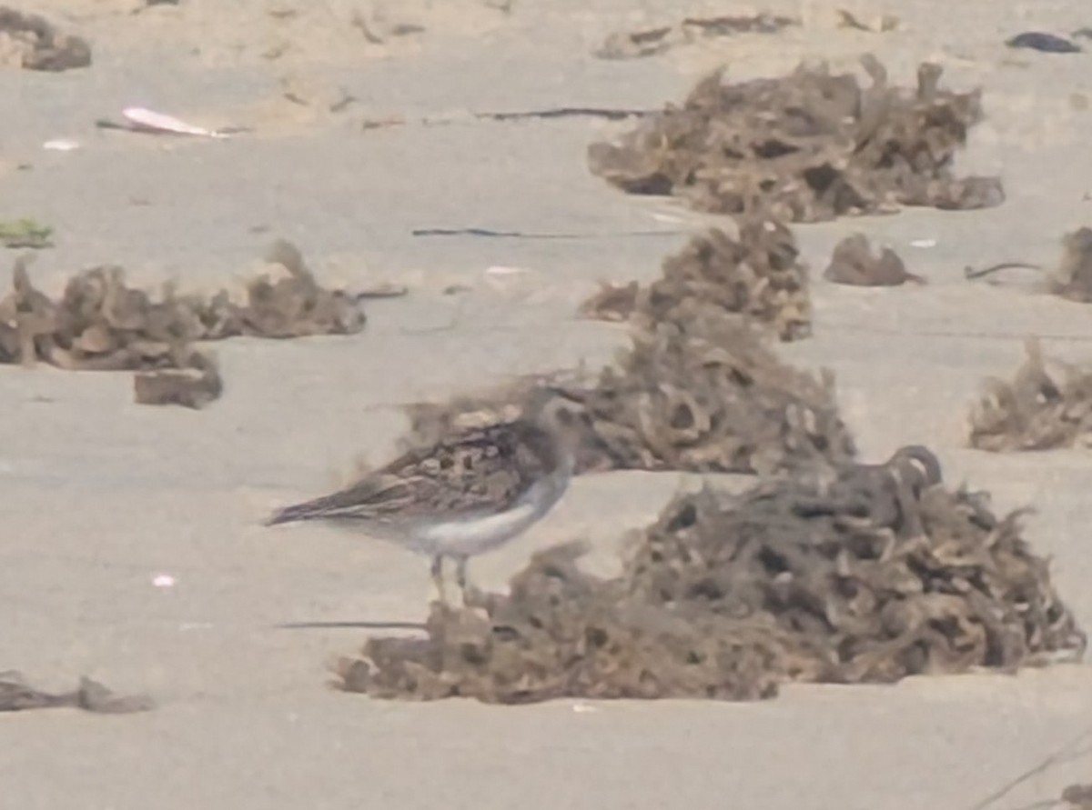 Calidris sp. (peep sp.) - ML657297122