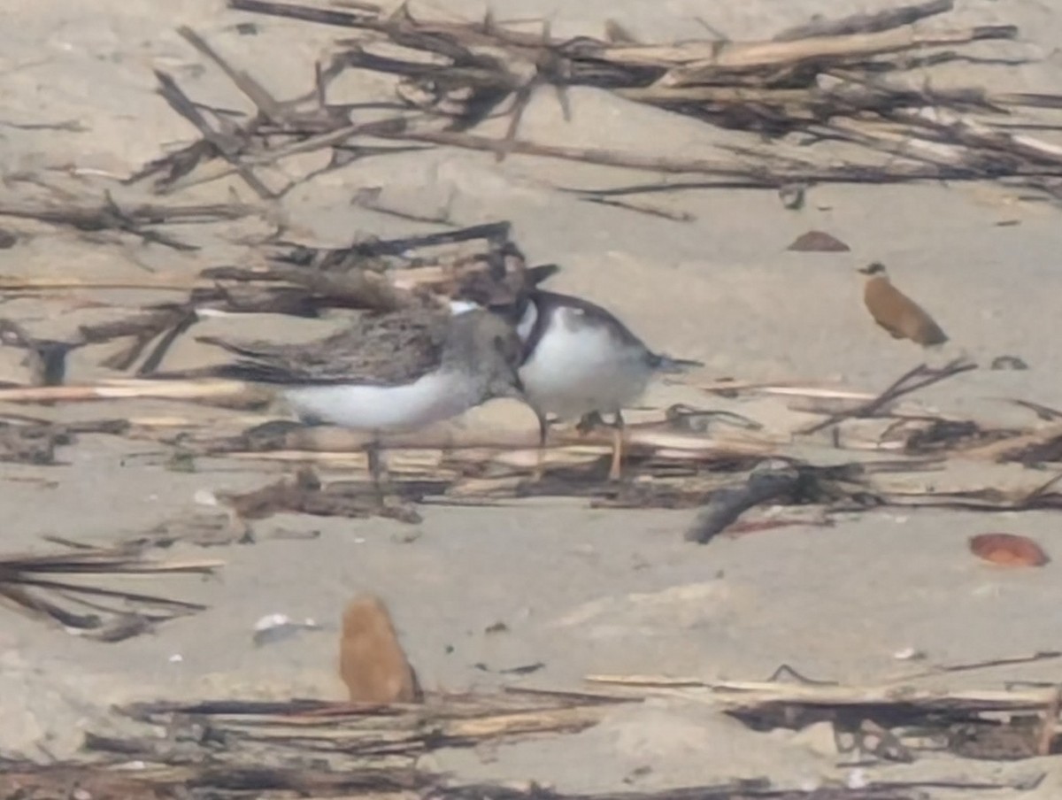 Calidris sp. (peep sp.) - ML657297123