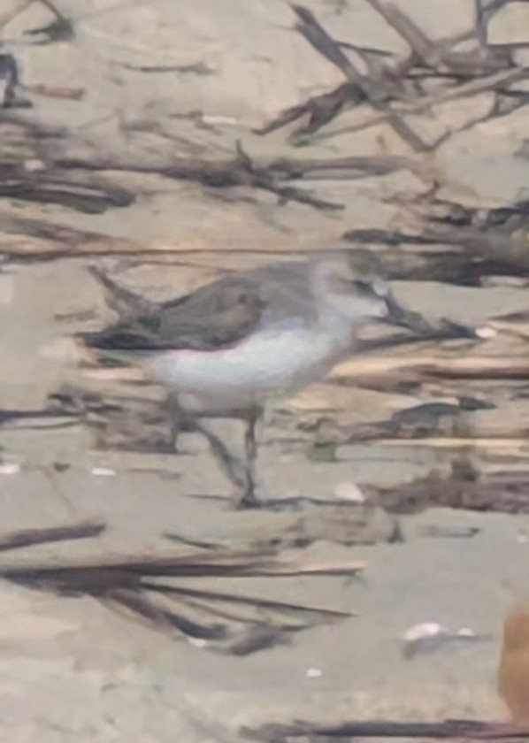 Calidris sp. (peep sp.) - ML657297124