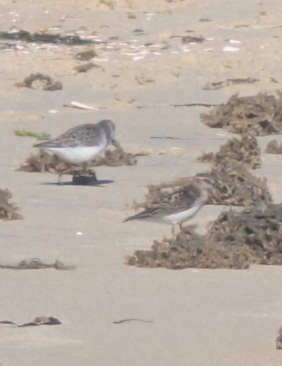 Calidris sp. (peep sp.) - ML657297125