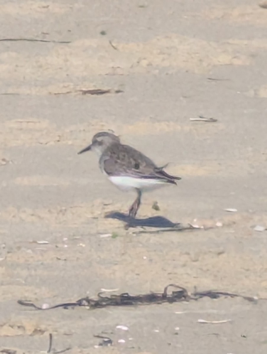 Calidris sp. (peep sp.) - ML657297126