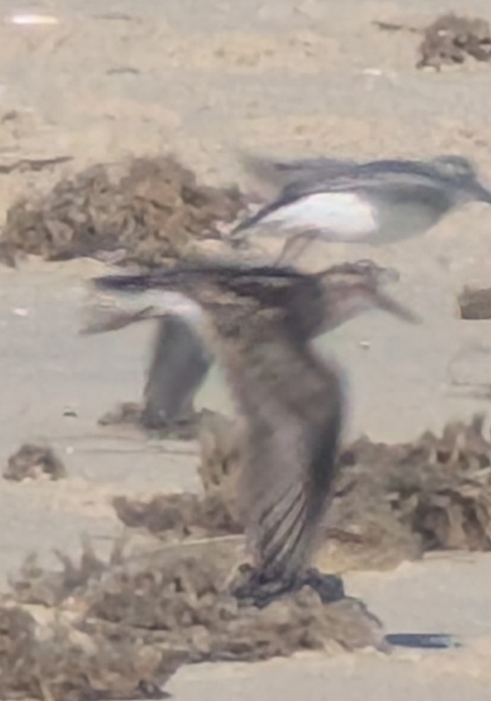 Calidris sp. (peep sp.) - ML657297127