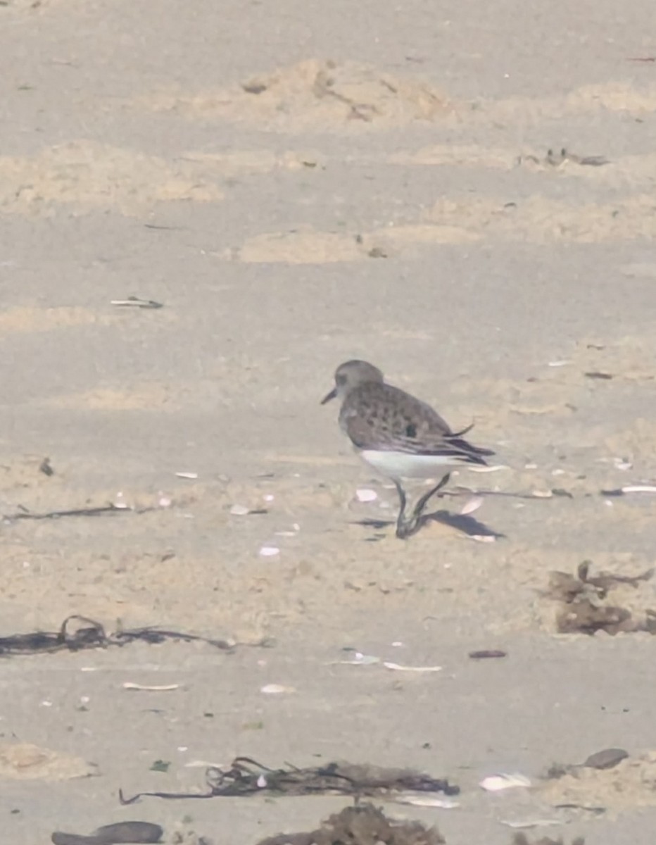 Calidris sp. (peep sp.) - ML657297128