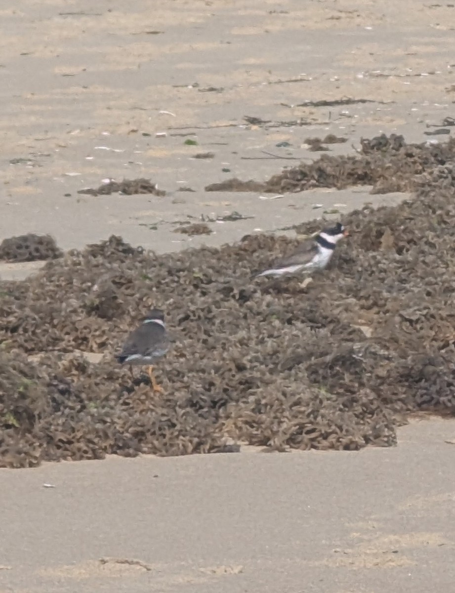 Calidris sp. (peep sp.) - ML657297129