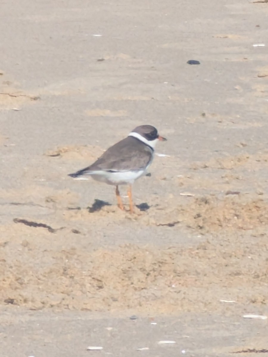 Calidris sp. (peep sp.) - ML657297130