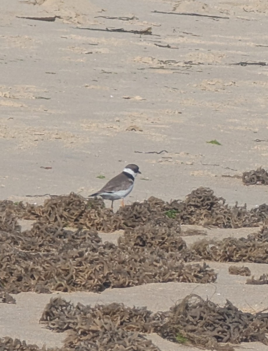 Calidris sp. (peep sp.) - ML657297131