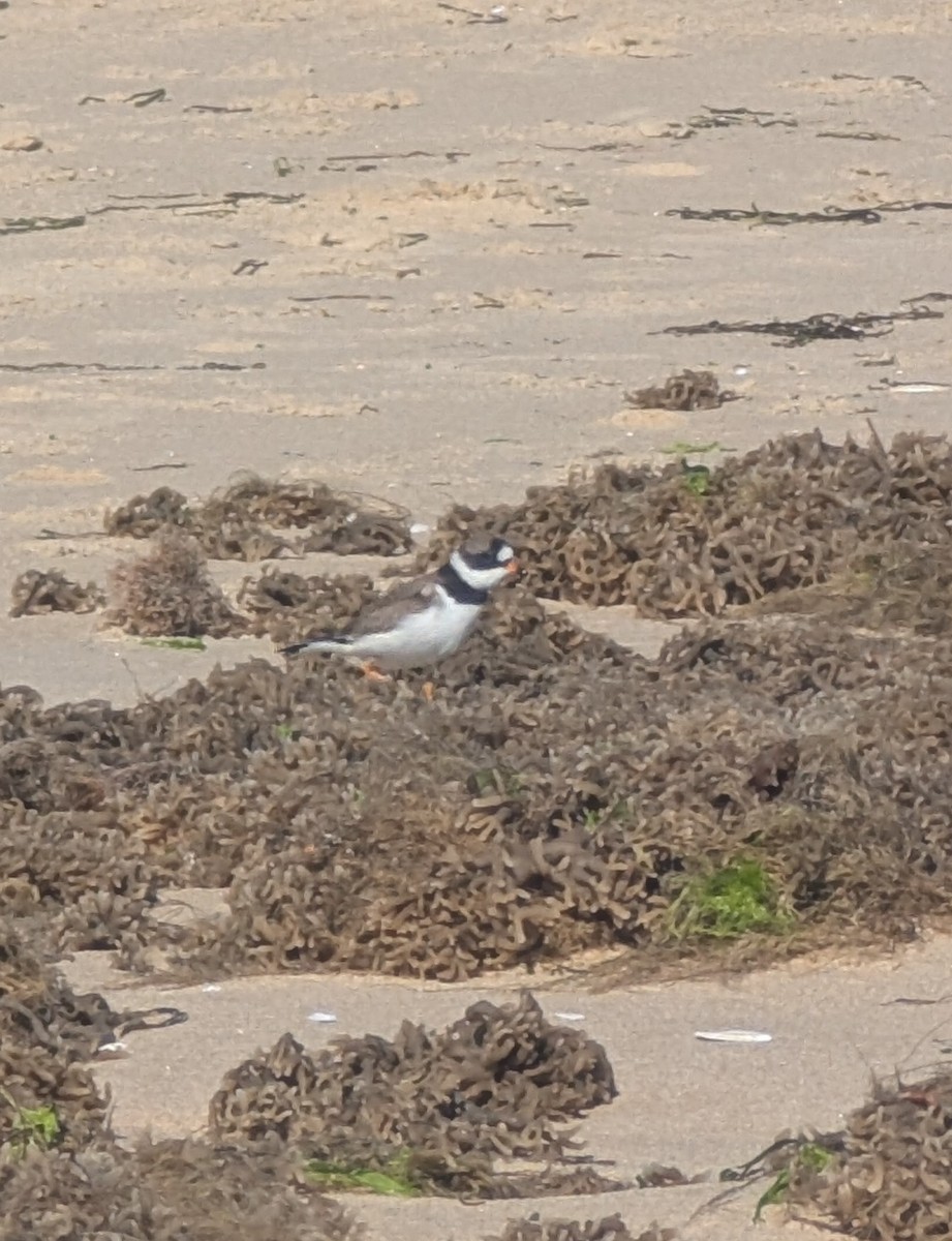 Calidris sp. (peep sp.) - ML657297132