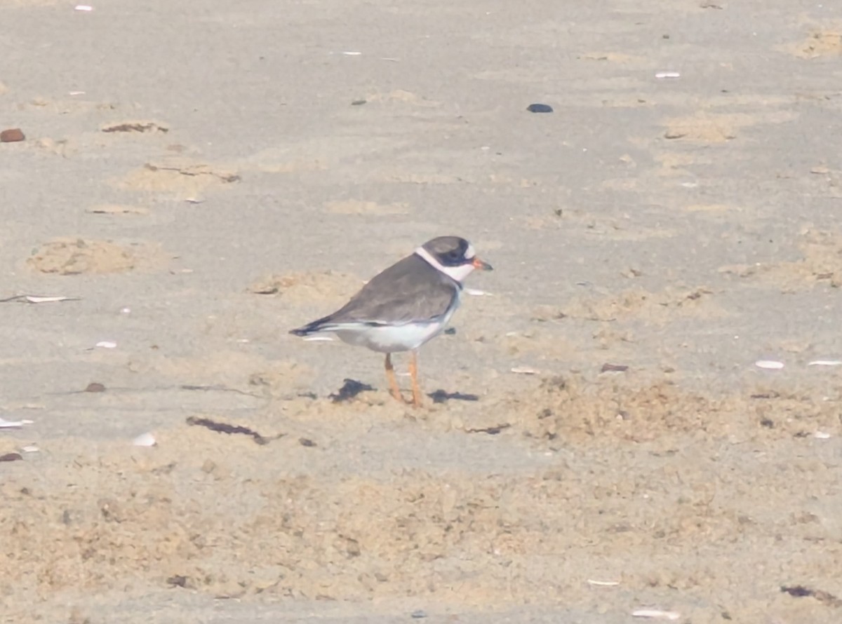 Calidris sp. (peep sp.) - ML657297133