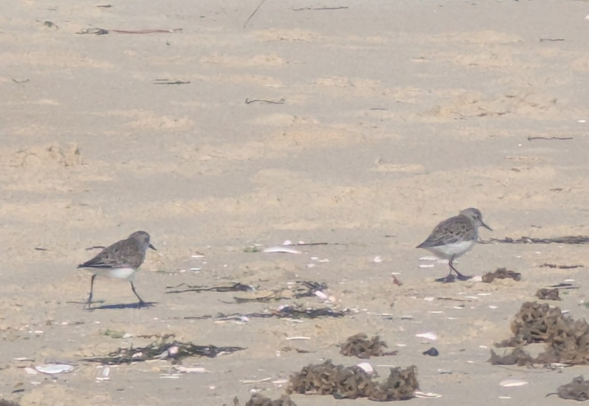 Calidris sp. (peep sp.) - ML657297134