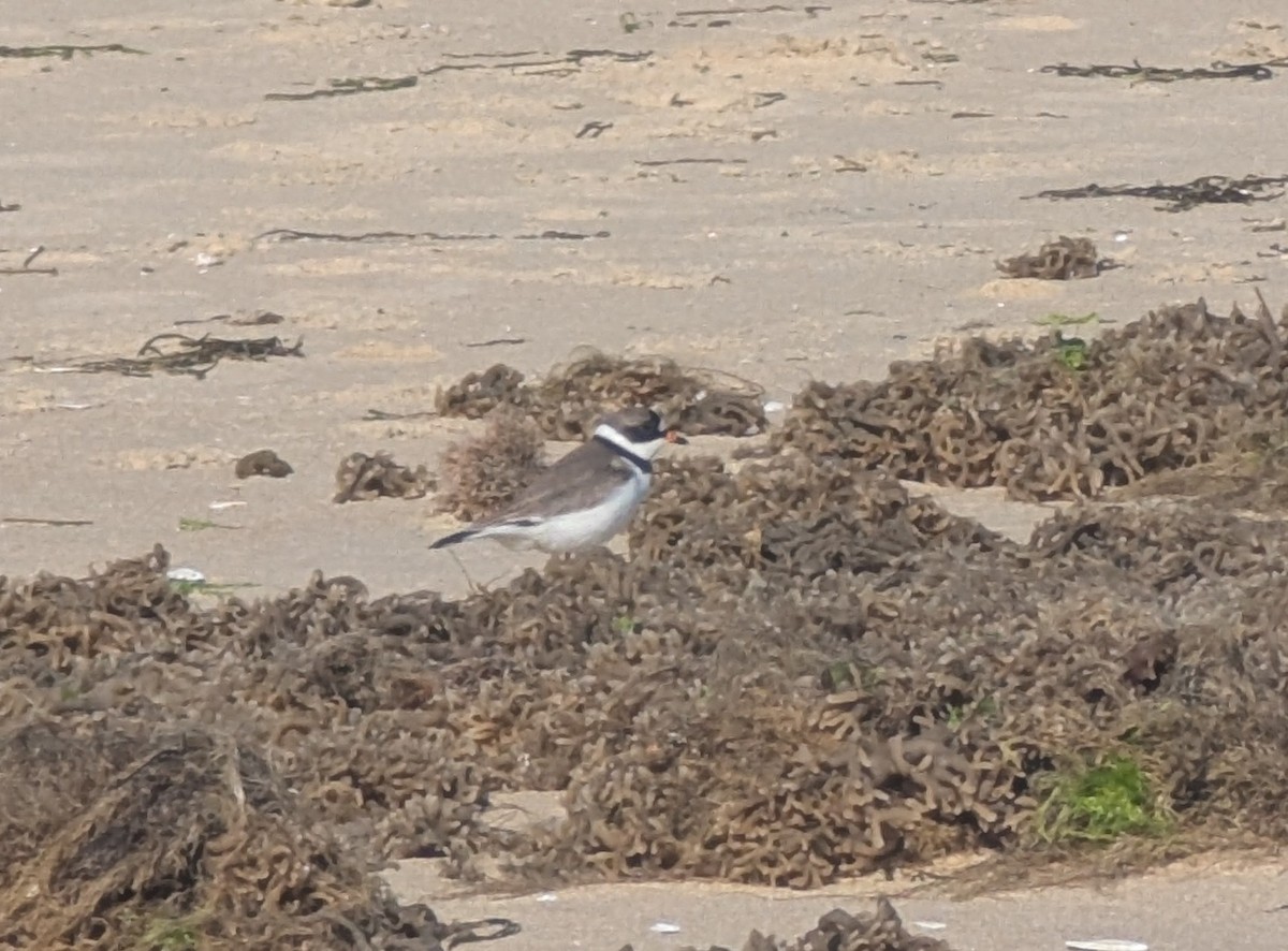Calidris sp. (peep sp.) - ML657297135