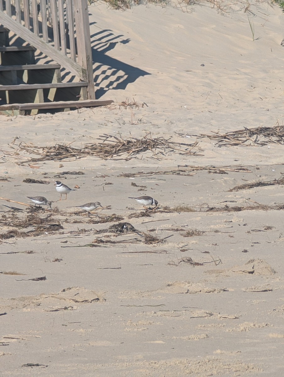 Calidris sp. (peep sp.) - ML657297136