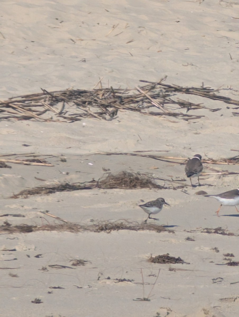 Calidris sp. (peep sp.) - ML657297137