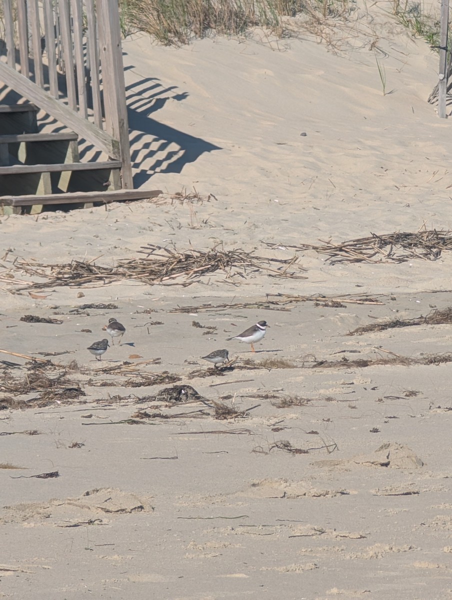 Calidris sp. (peep sp.) - ML657297138