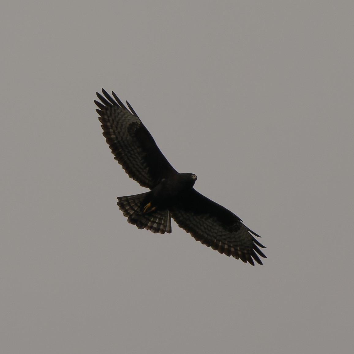 Short-tailed Hawk - ML657297147