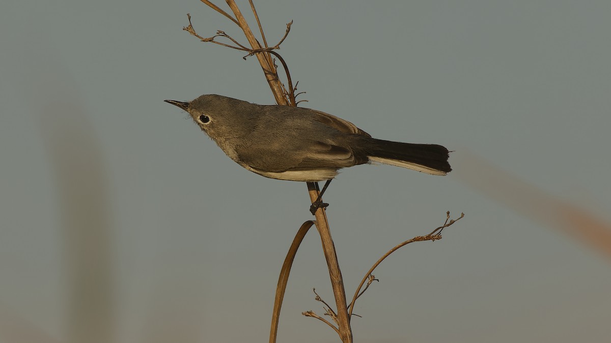 Blue-gray Gnatcatcher - ML657297430
