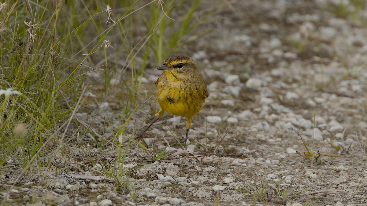 Palm Warbler - ML657297544