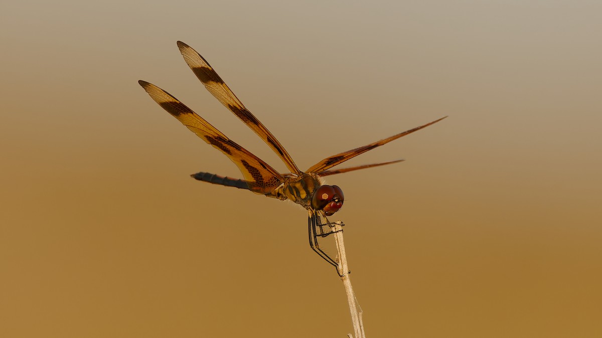 Halloween Pennant - ML657297593