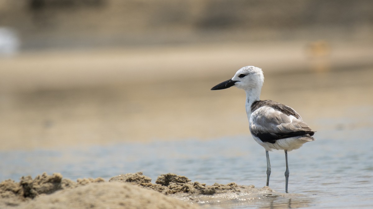 Crab-Plover - ML657298329