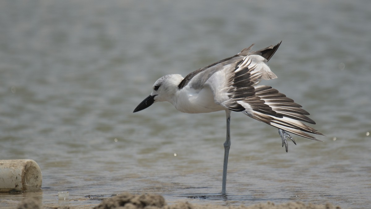 Crab-Plover - ML657298330