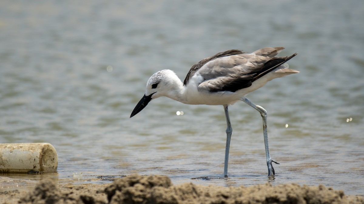 Crab-Plover - ML657298331