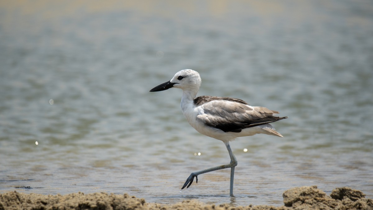 Crab-Plover - ML657298333
