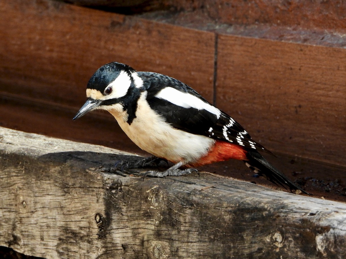 strakapoud velký (ssp. canariensis/thanneri) - ML657299561