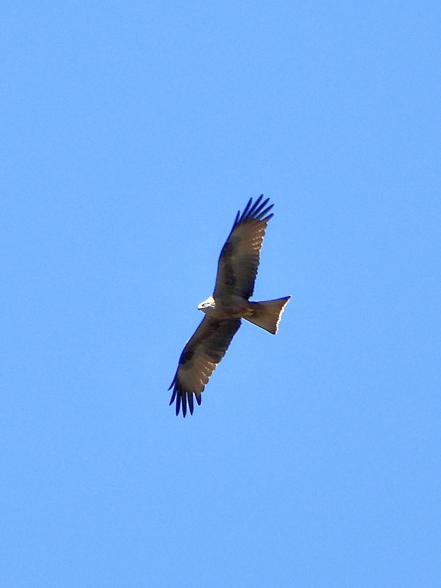 Black Kite - ML657299604
