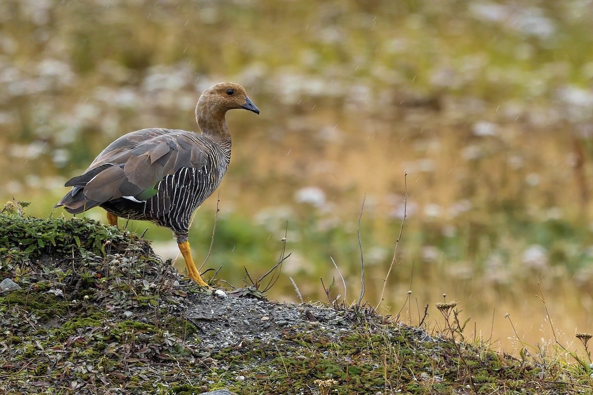 Upland Goose - ML657300245
