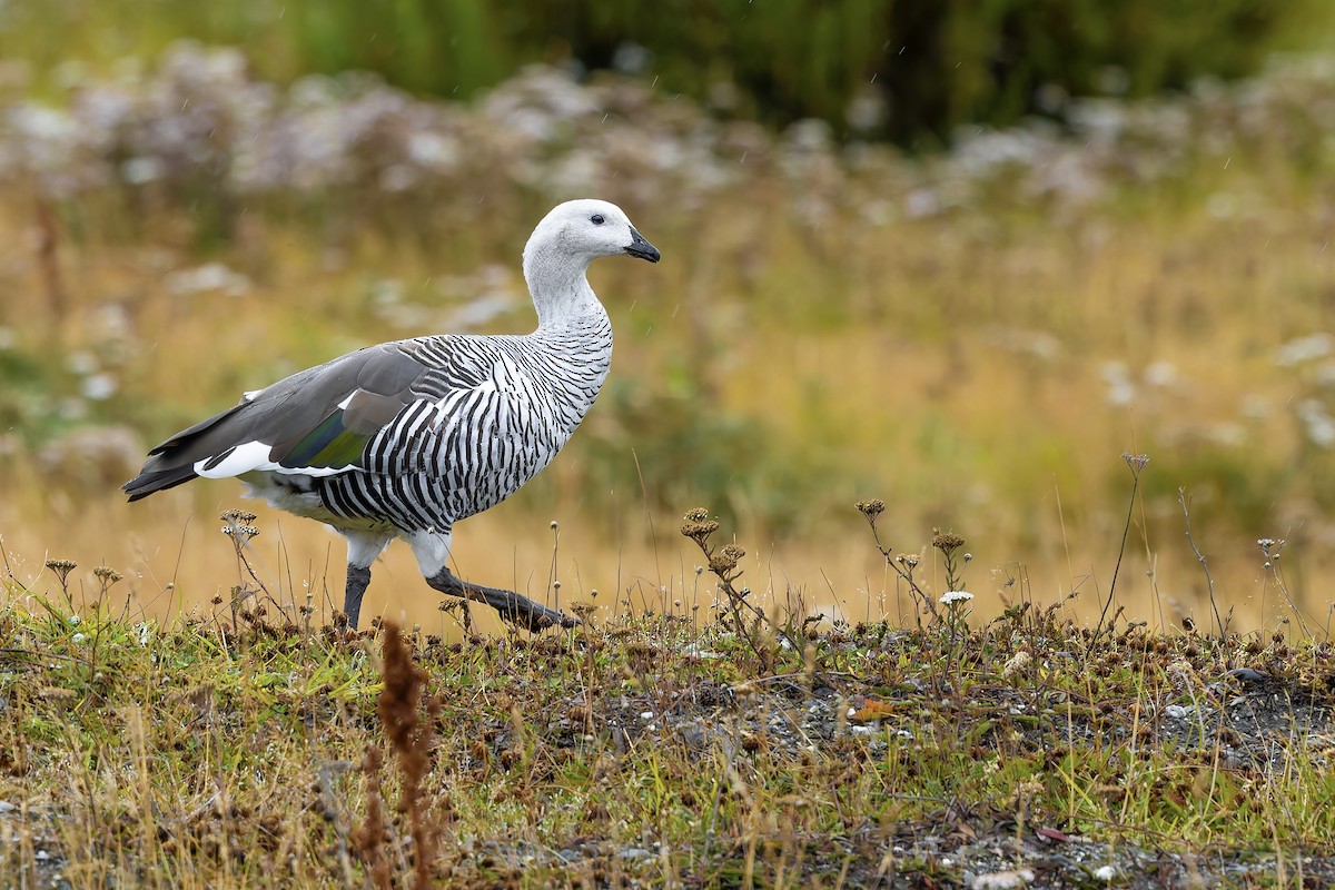 Upland Goose - ML657300246