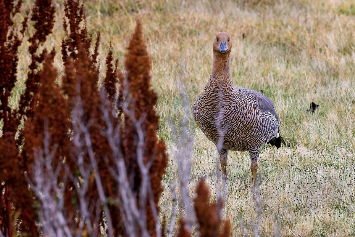 Upland Goose - ML657300247