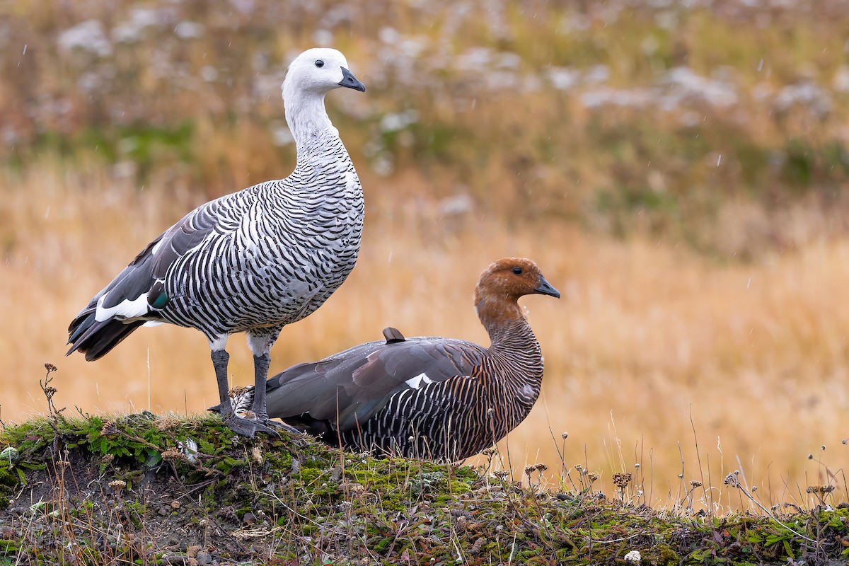 Upland Goose - ML657300248