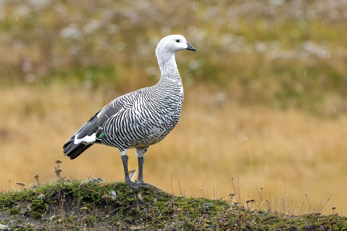 Upland Goose - ML657300250