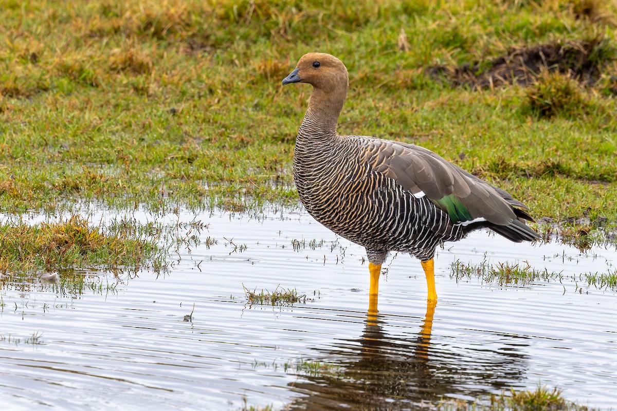 Upland Goose - ML657300251