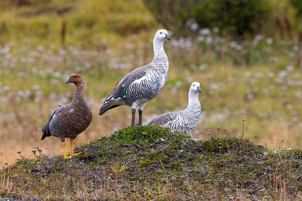 Upland Goose - ML657300252