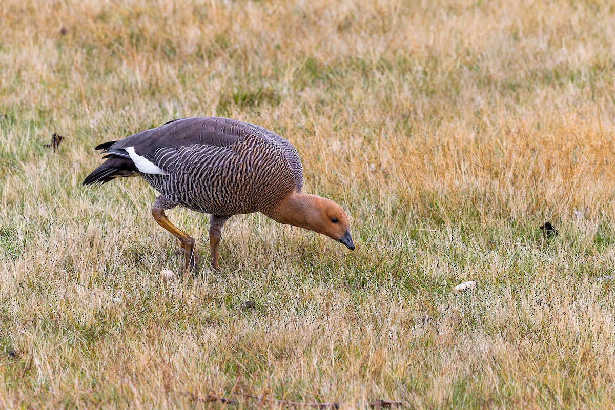 Upland Goose - ML657300253