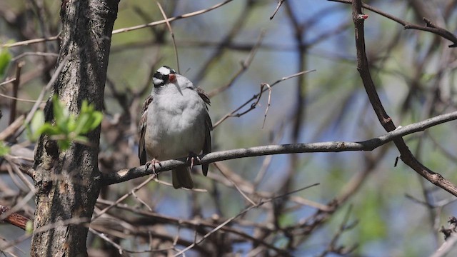 White-crowned Sparrow - ML657300302